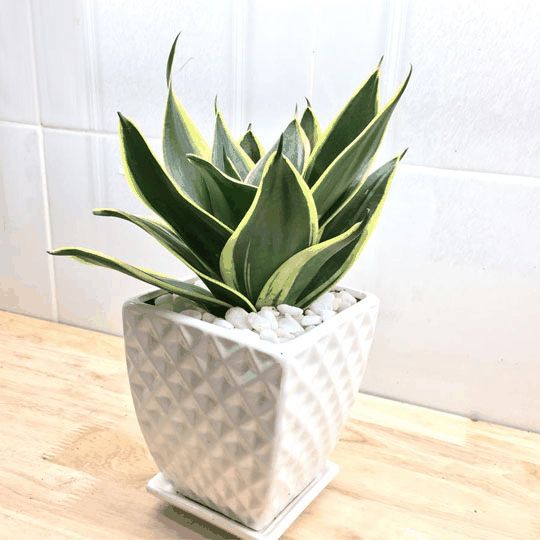 các loại cây trồng trong nhà