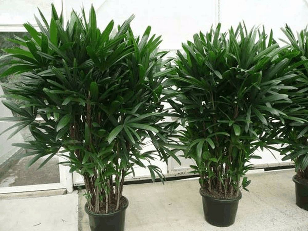 các loại cây trồng trong nhà