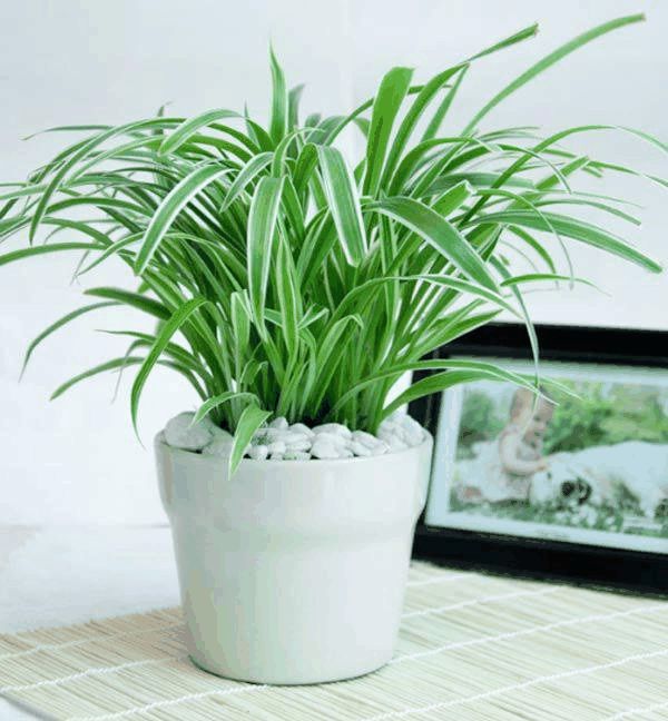 các loại cây trồng trong nhà