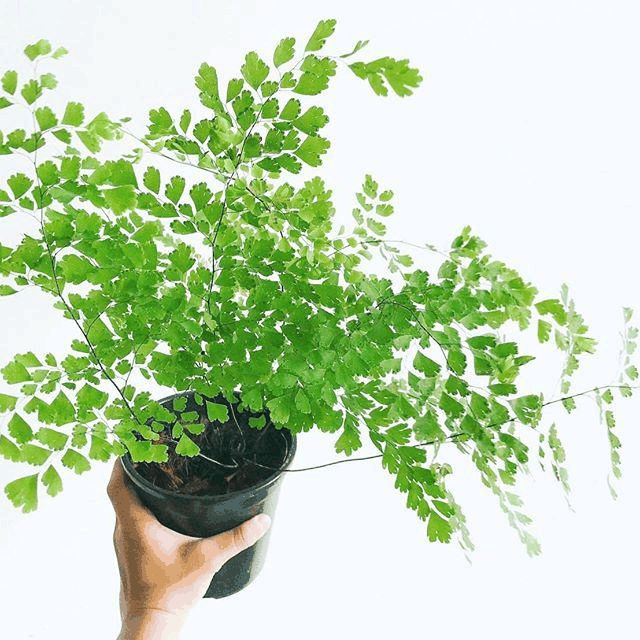 các loại cây trồng trong nhà
