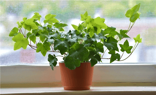 các loại cây trồng trong nhà